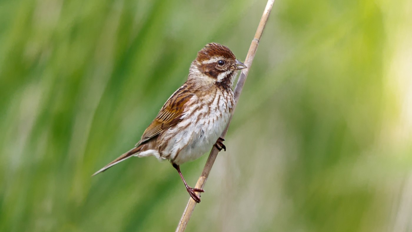 Common Reed Bunting (Emberiza schoeniclus) - Photo made at the Dannemeer