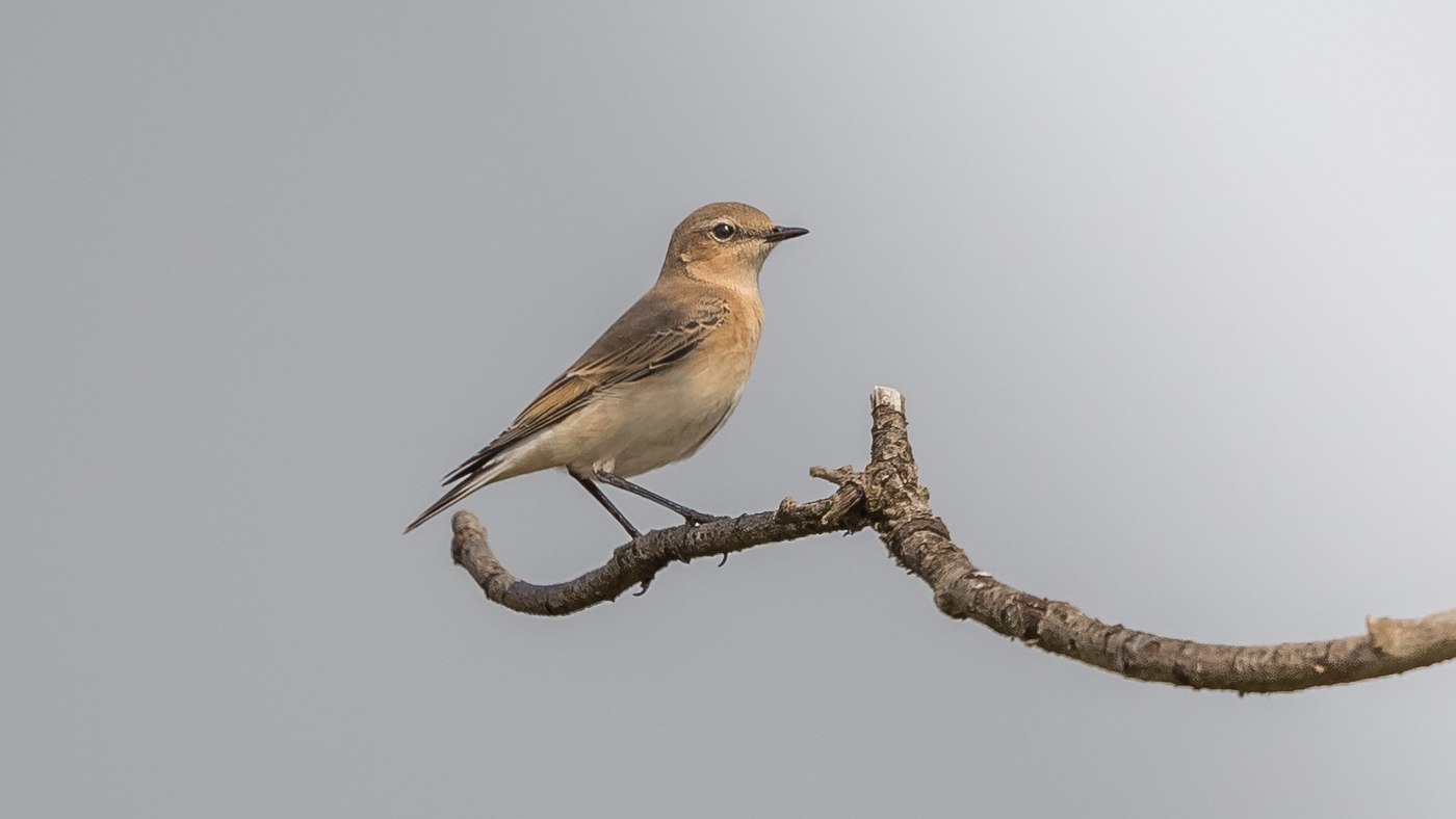 Northern Wheatear (Oenanthe oenanthe) - Photo made at the migration site Brobbelbies Noord