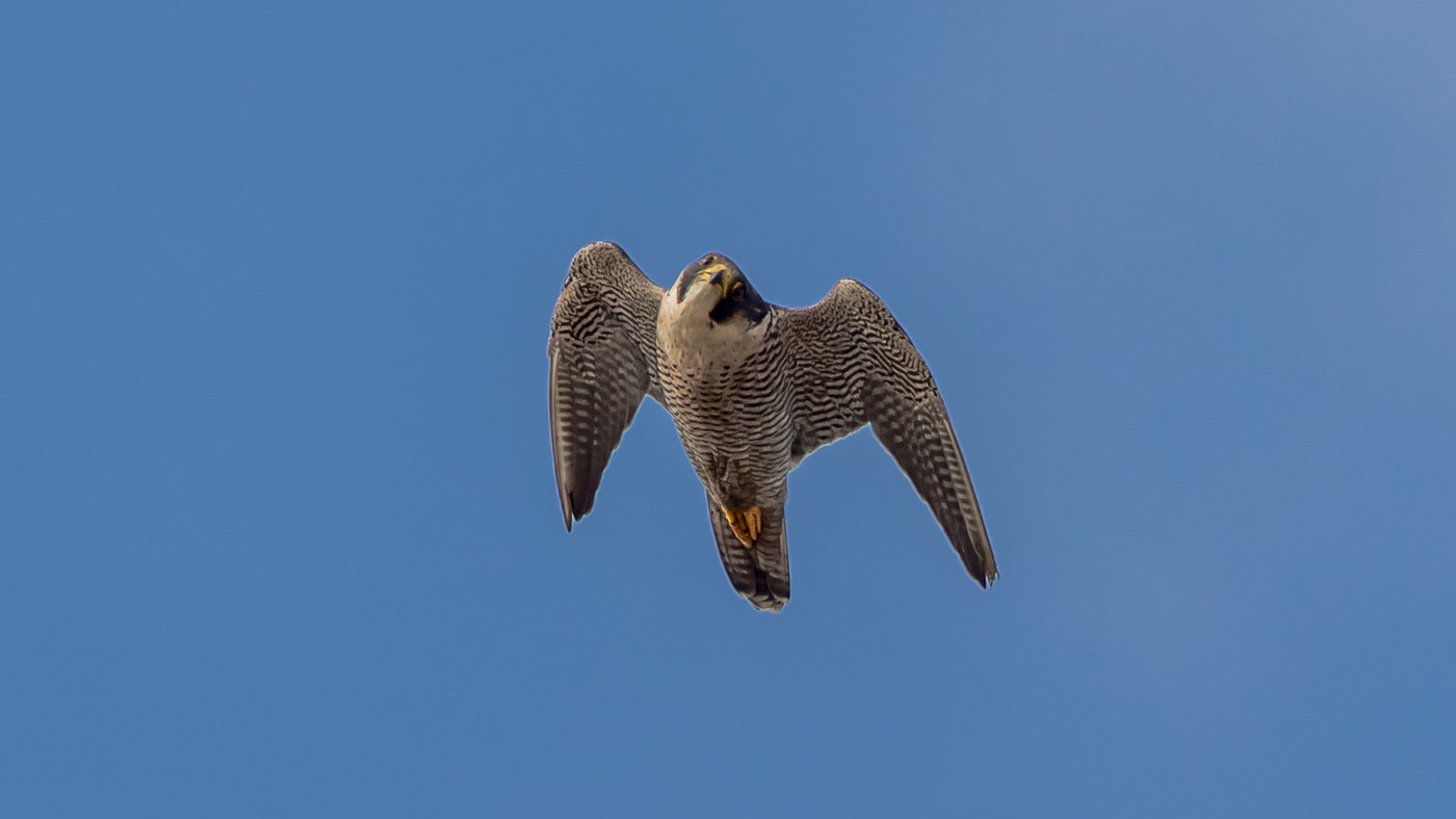 Slechtvalk (Falco peregrinus) - Foto gemaakt op de Maasvlakte
