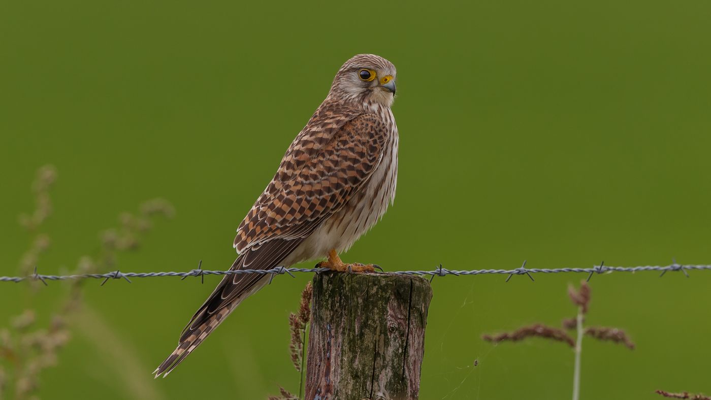Torenvalk (Falco tinnunculus) - Foto gemaakt nabij Klazienaveen