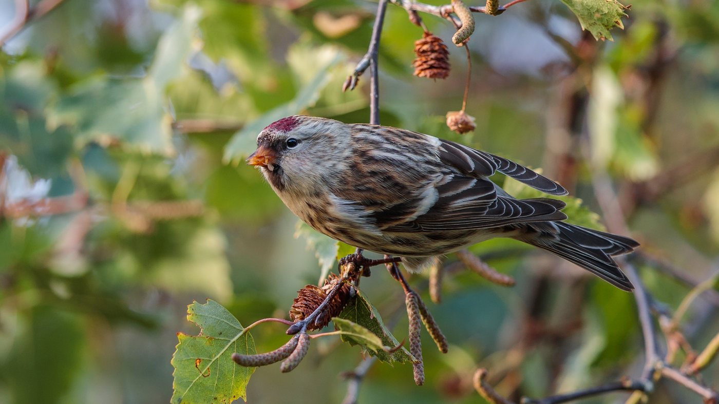 Common Redpoll (Carduelis flammea) - Photo made at Texel