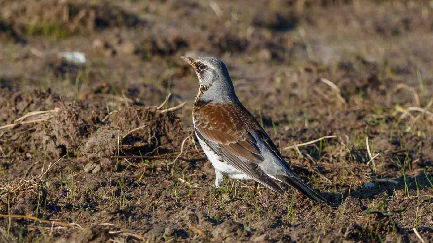 Kramsvogel (Turdus pilaris) - Foto gemaakt op Texel