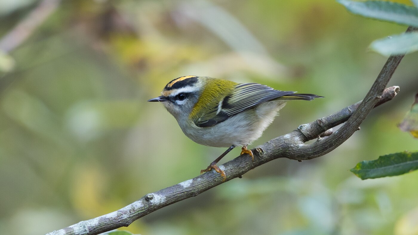 Common Firecrest (Regulus ignicapilla) - Photo made at Texel