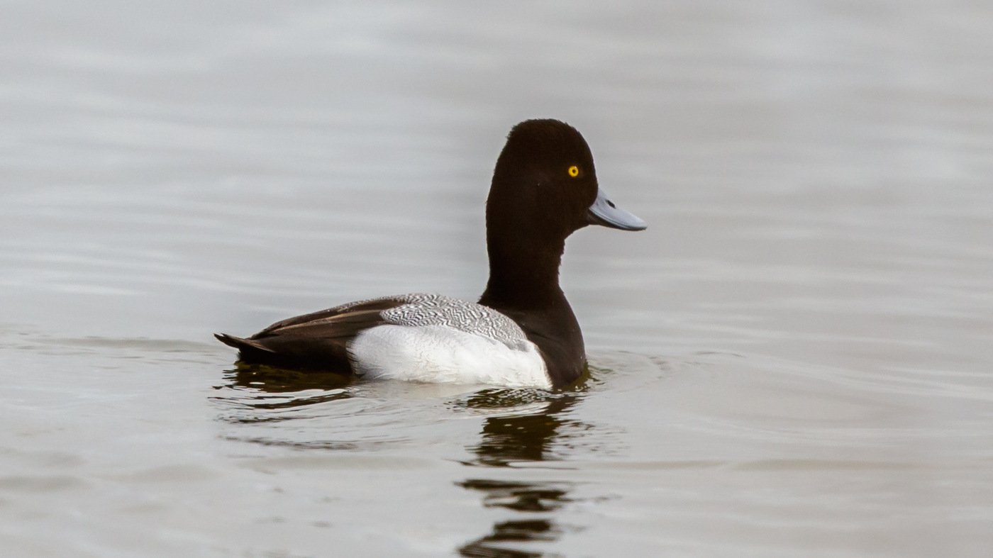 Lesser Scaup (Aythya affinis) - Photo made at Den Oever