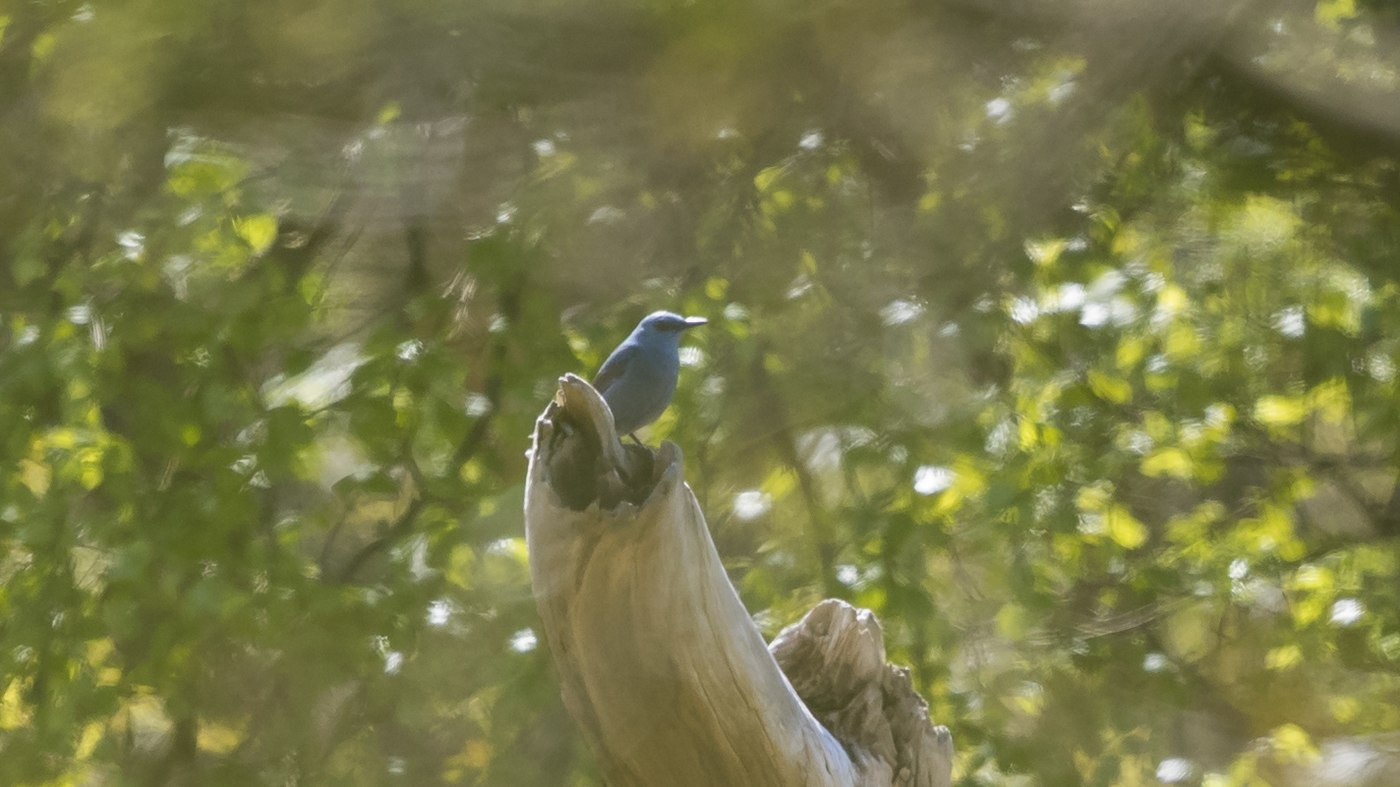 Blauwe Rotslijster (Monticola solitarius) - Foto gemaakt op Vlieland