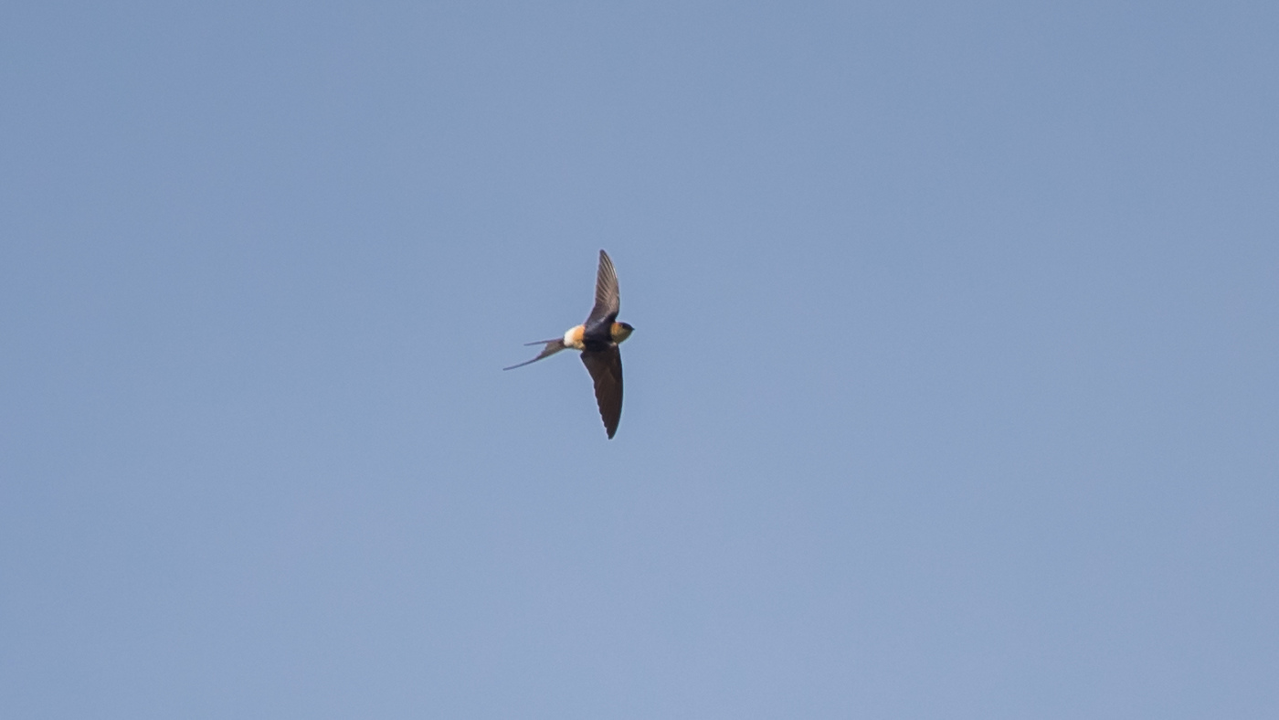Roodstuitzwaluw (Cecropis daurica) - Foto gemaakt op Texel