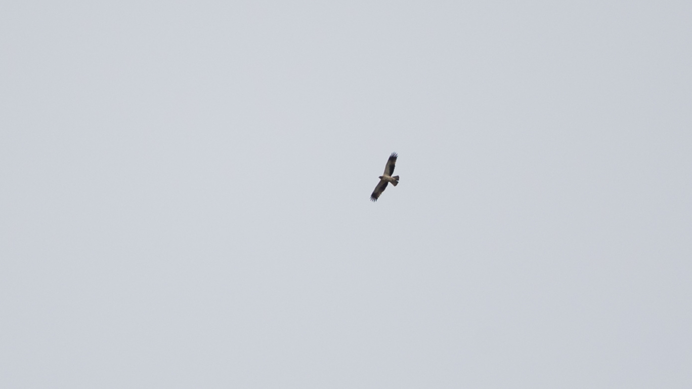 Booted Eagle (Hieraaetus pennatus) - Photo made at the Brobbelbies Noord