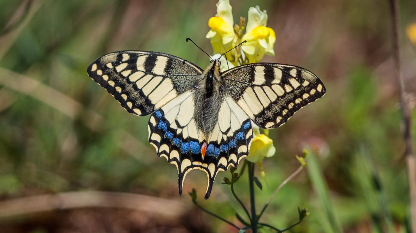 Koninginnepage (Papilio machaon) - Foto gemaakt op de Brobbelbies Noord
