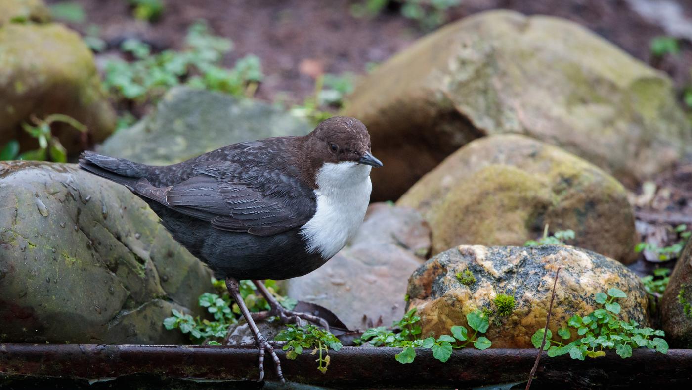 White-throated Dipper (Cinclus cinclus) - Photo made in Papendrecht