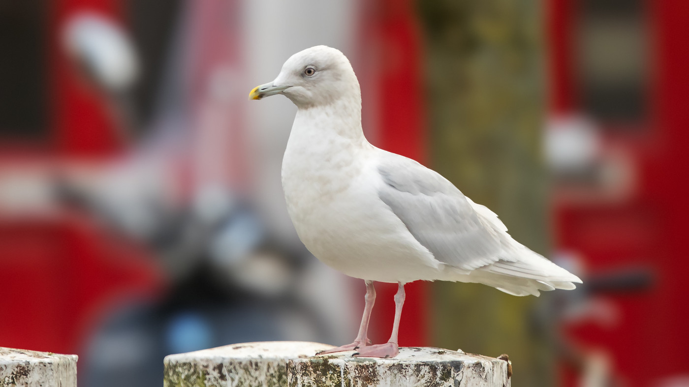 Iceland Gull (Larus glaucoides) - Photo made in Amsterdam