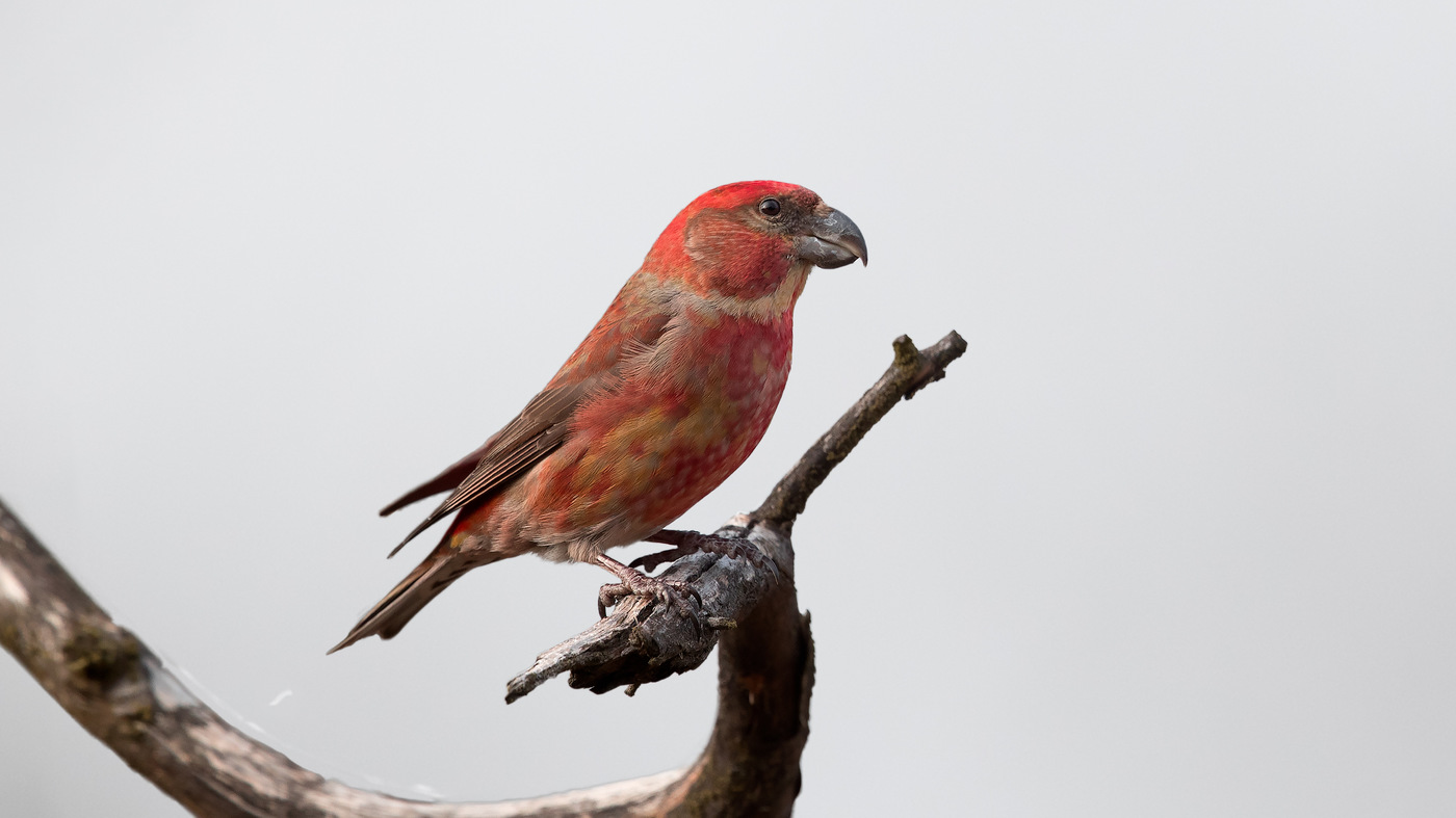 Parrot Crossbill (Loxia pytyopsittacus) - Photo made in Diever