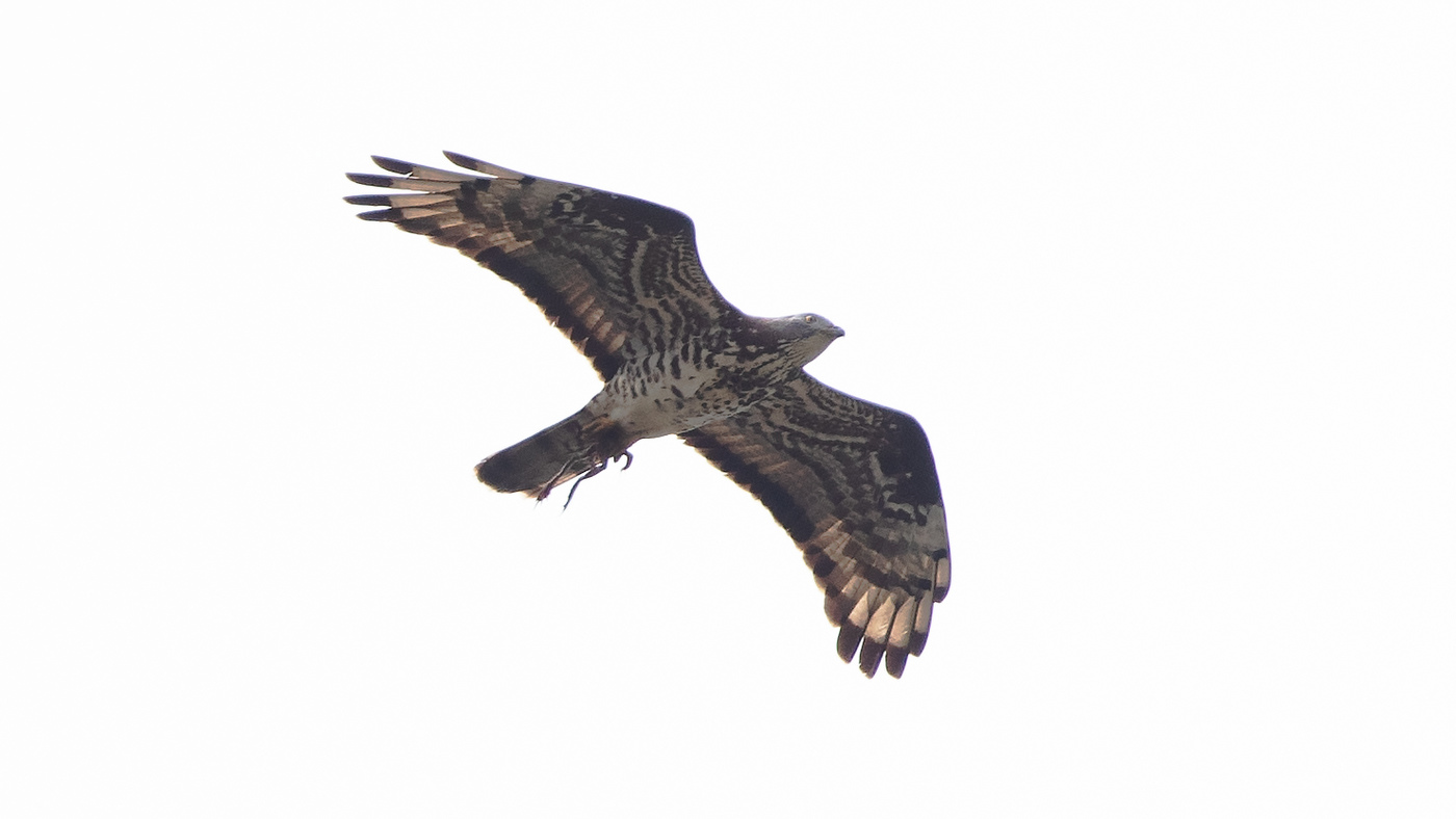European Honey Buzzard (Acanthis cabaret) - Photo made at the migration site Brobbelbies