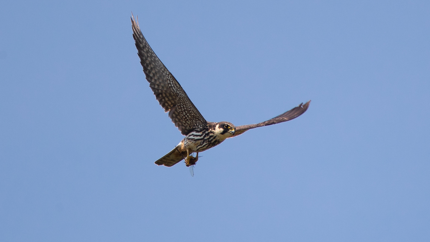Eurasian Hobby (Falco subbuteo) - Photo made at the migration site Kamperhoek