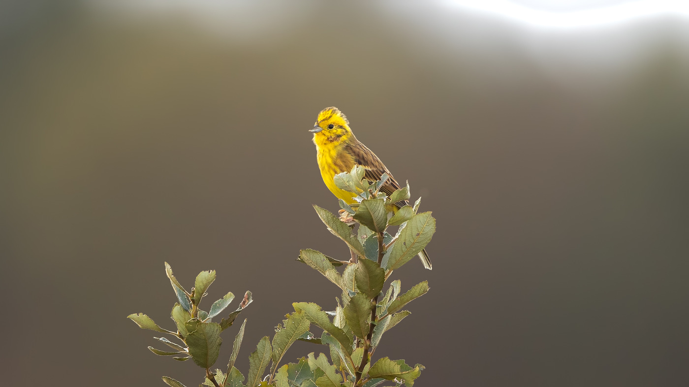 Yellowhammer (Emberiza citrinella) - Photo made at the migration site Brobbelbies