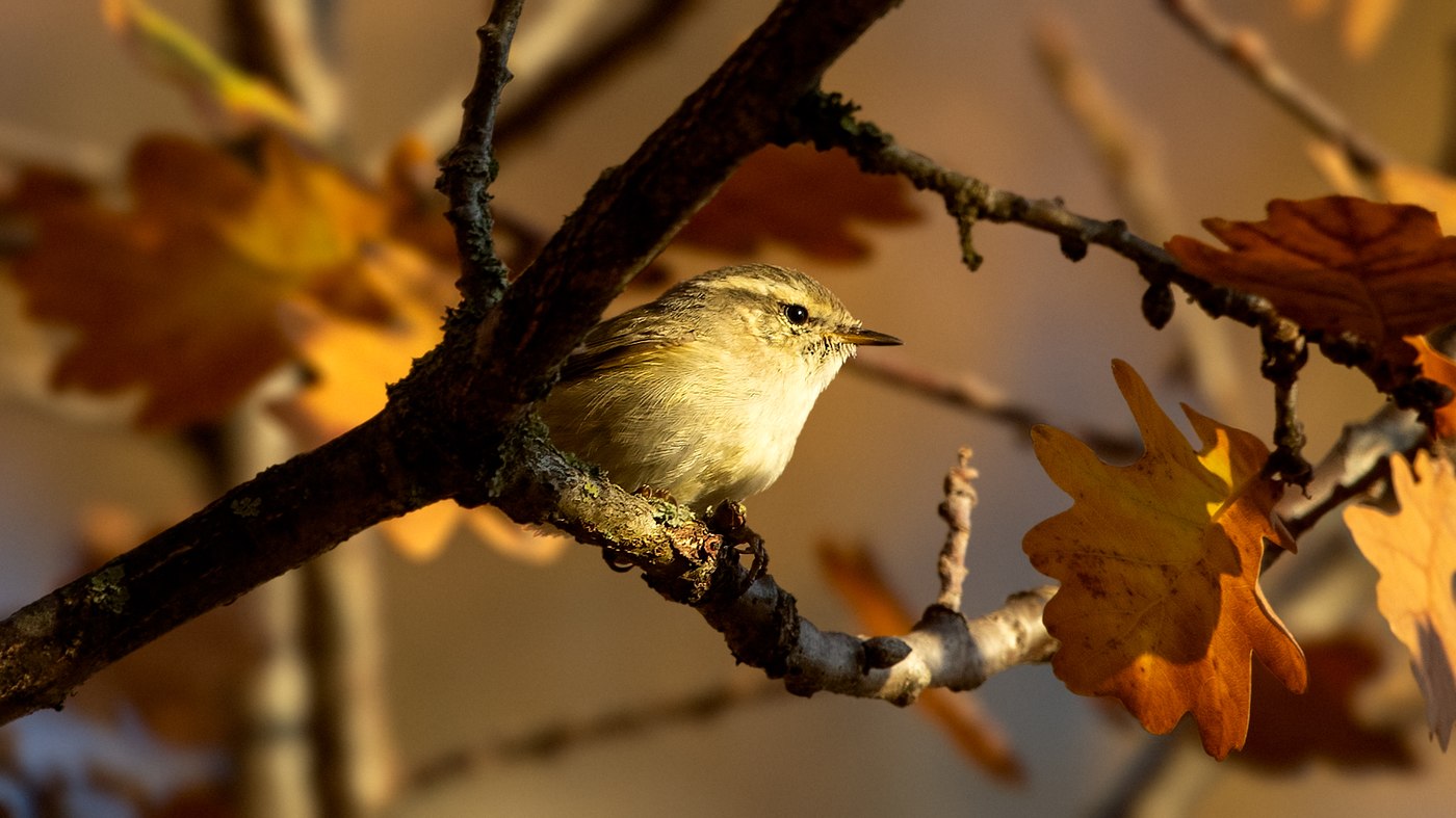 Hume's Leaf Warbler (Phylloscopus humei) - Photo made in Sint-Oedenrode