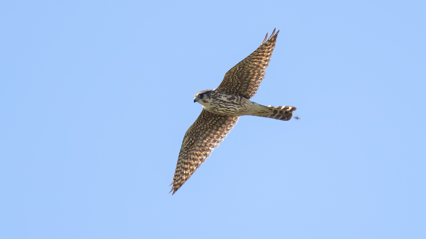 Merlin (Falco columbarius) Photo made at migration site De Kamperhoek
