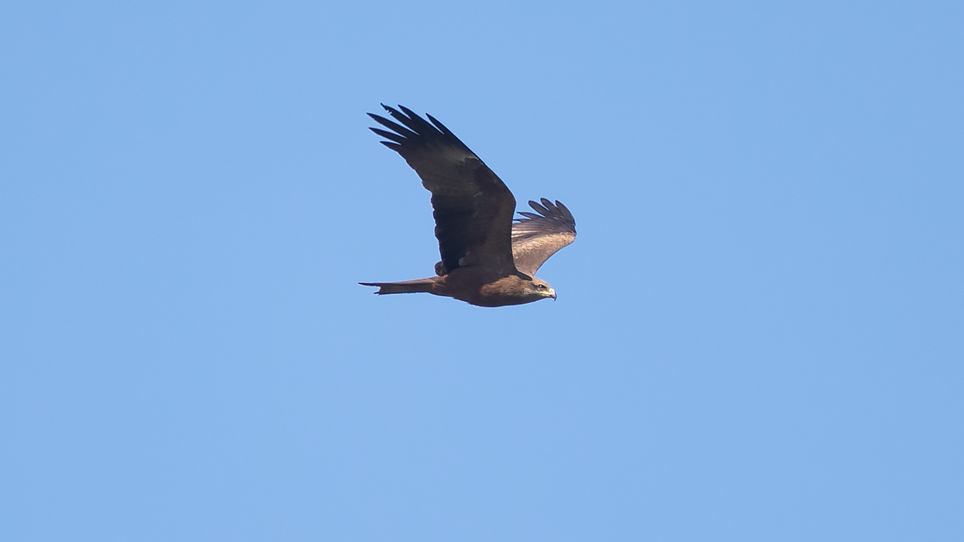 Zwarte Wouw (Milvus migrans) - Foto gemaakt op de Kamperhoek