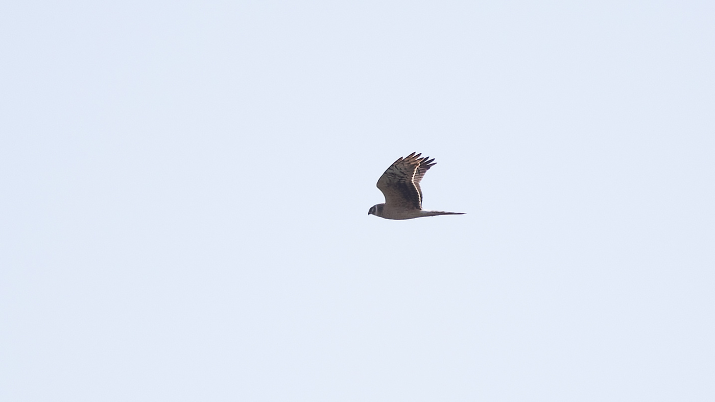 Pallid Harrier (Circus macrourus) - Photo made at the migration site Kamperhoek