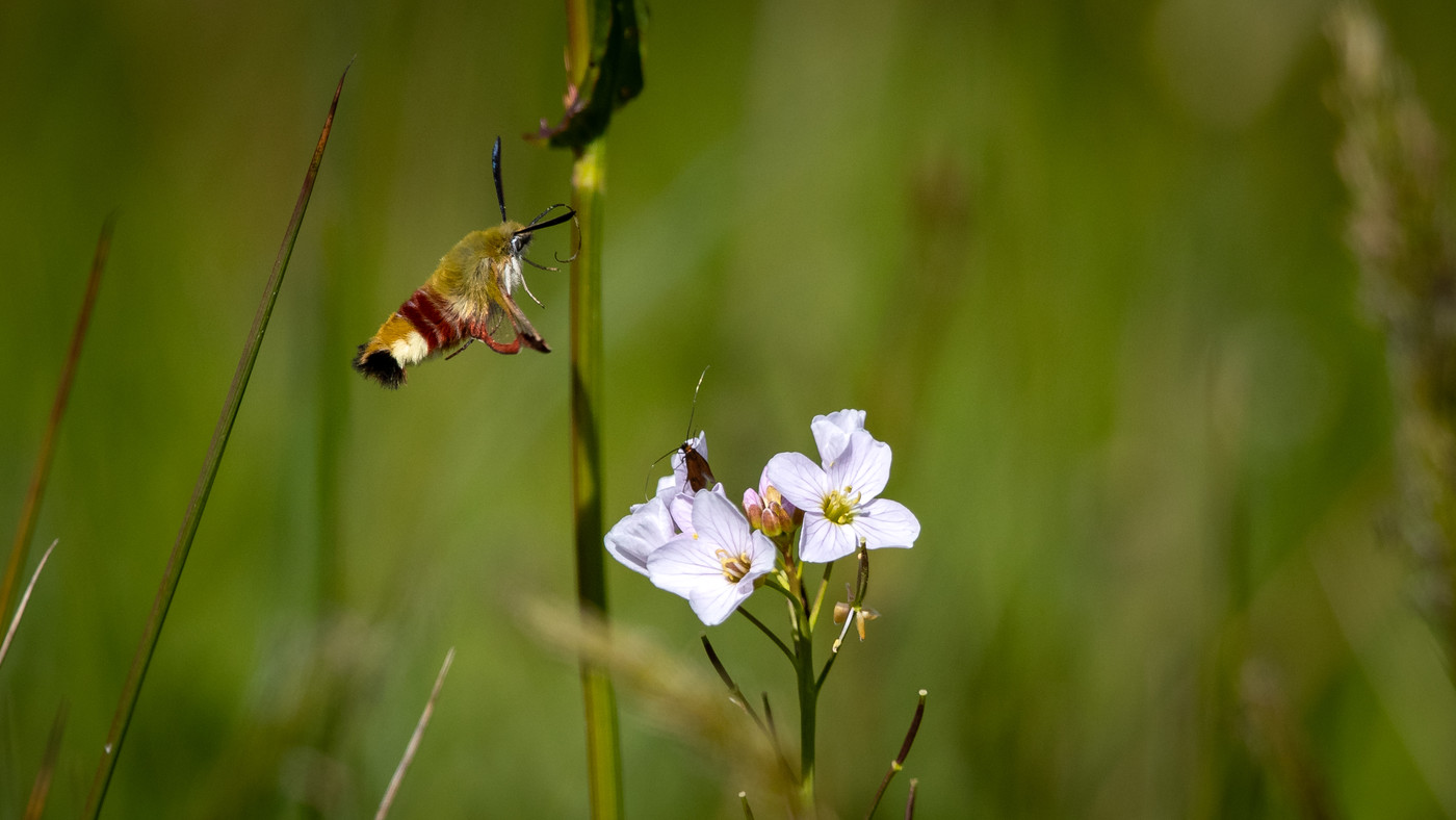 Broad bordered Bee Hawk moth (Hemaris fuciformis) Photo made on Texel