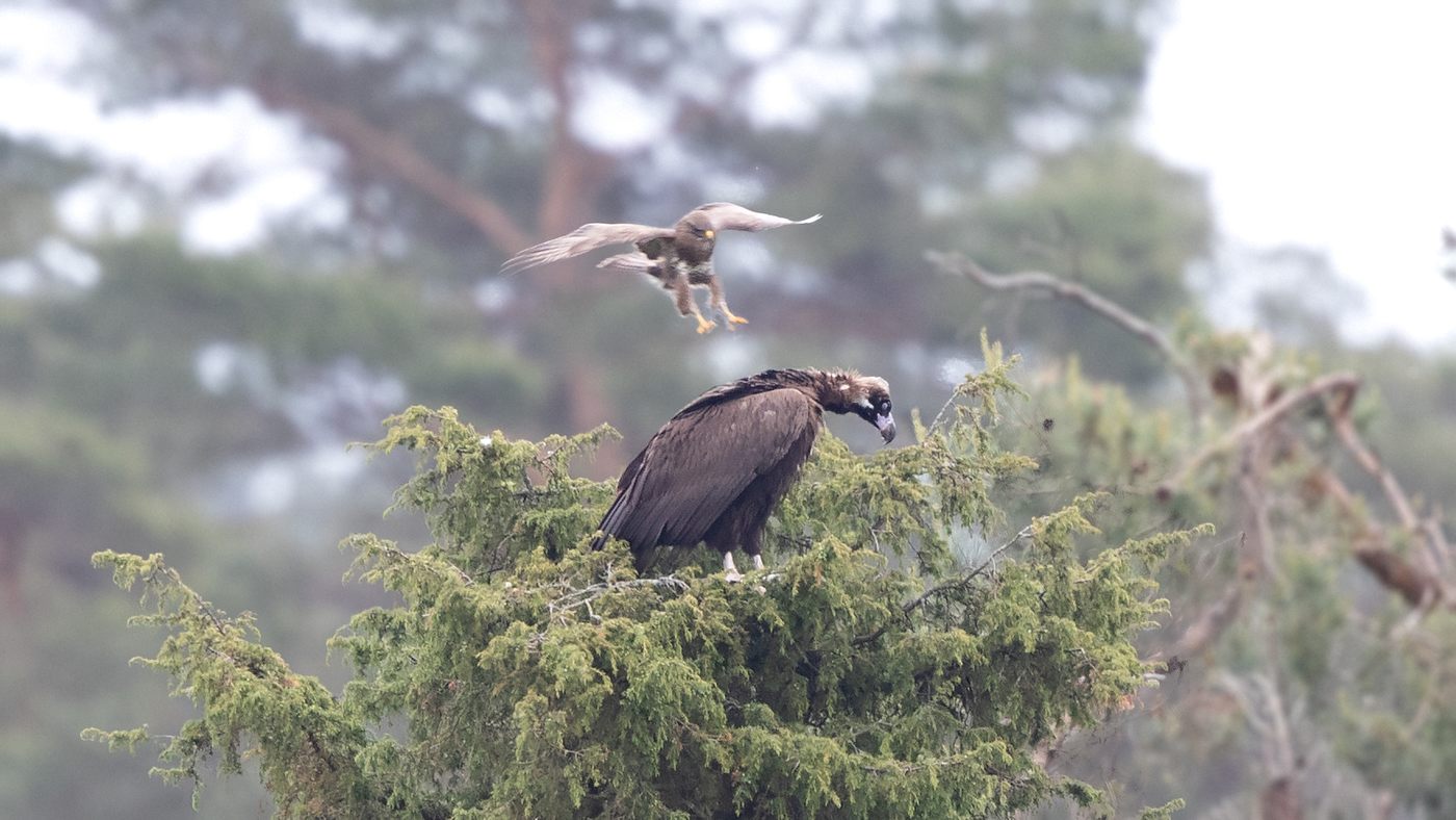 Cinereous Vulture (Aegypius monachus) - Photo made near Hellendoorn