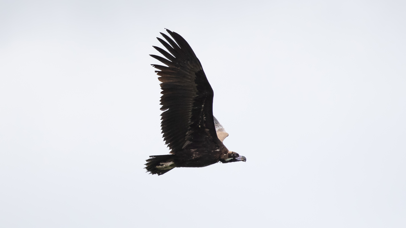 Cinereous Vulture (Aegypius monachus) - Photo made near Hellendoorn