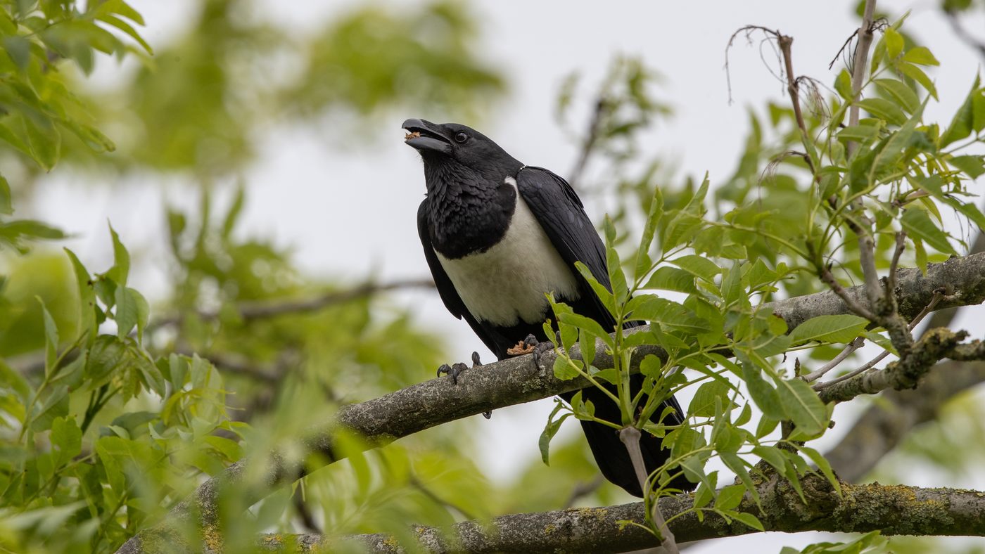 Schildraaf (Corvus albus) Foto gemaakt in Ulrum