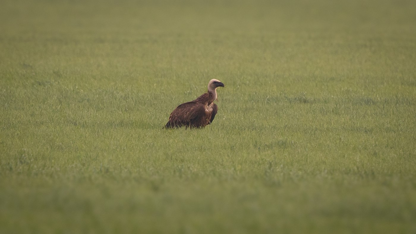 Griffon Vulture (Gyps fulvus) Photo made near Sint Anthonis