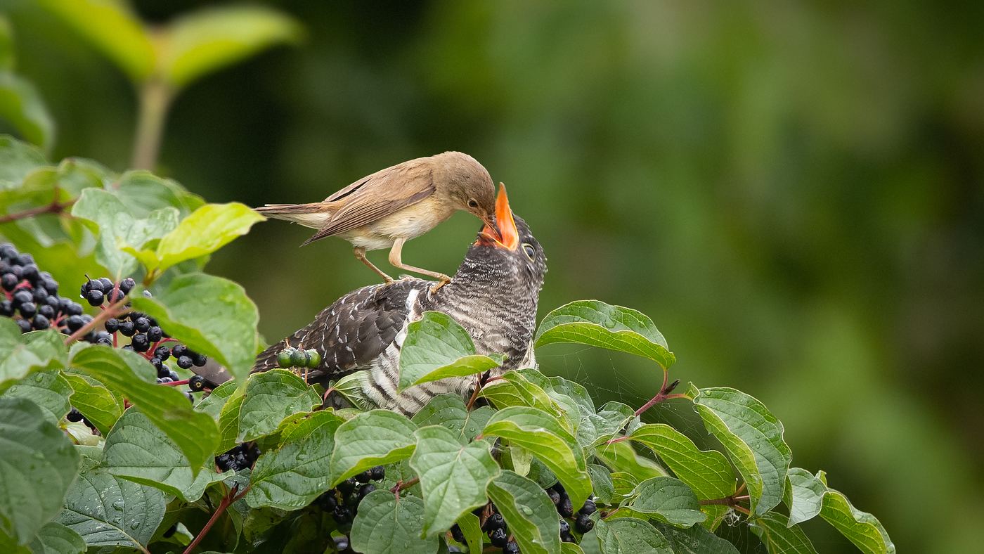Common Cuckoo (Cuculus canorus) Photo made near Oijen