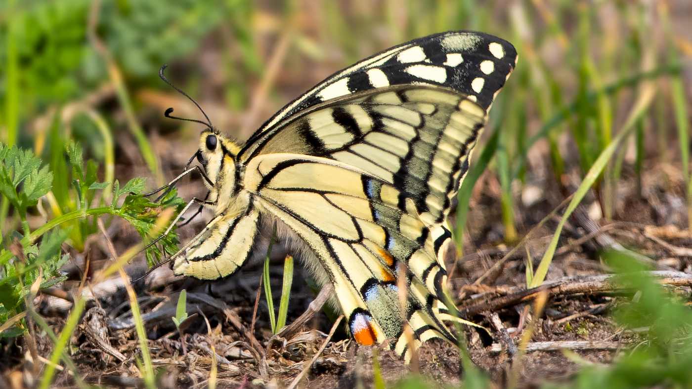 Swallowtail (Papilio machaon) Photo made at migration site De Brobbelbies Noord