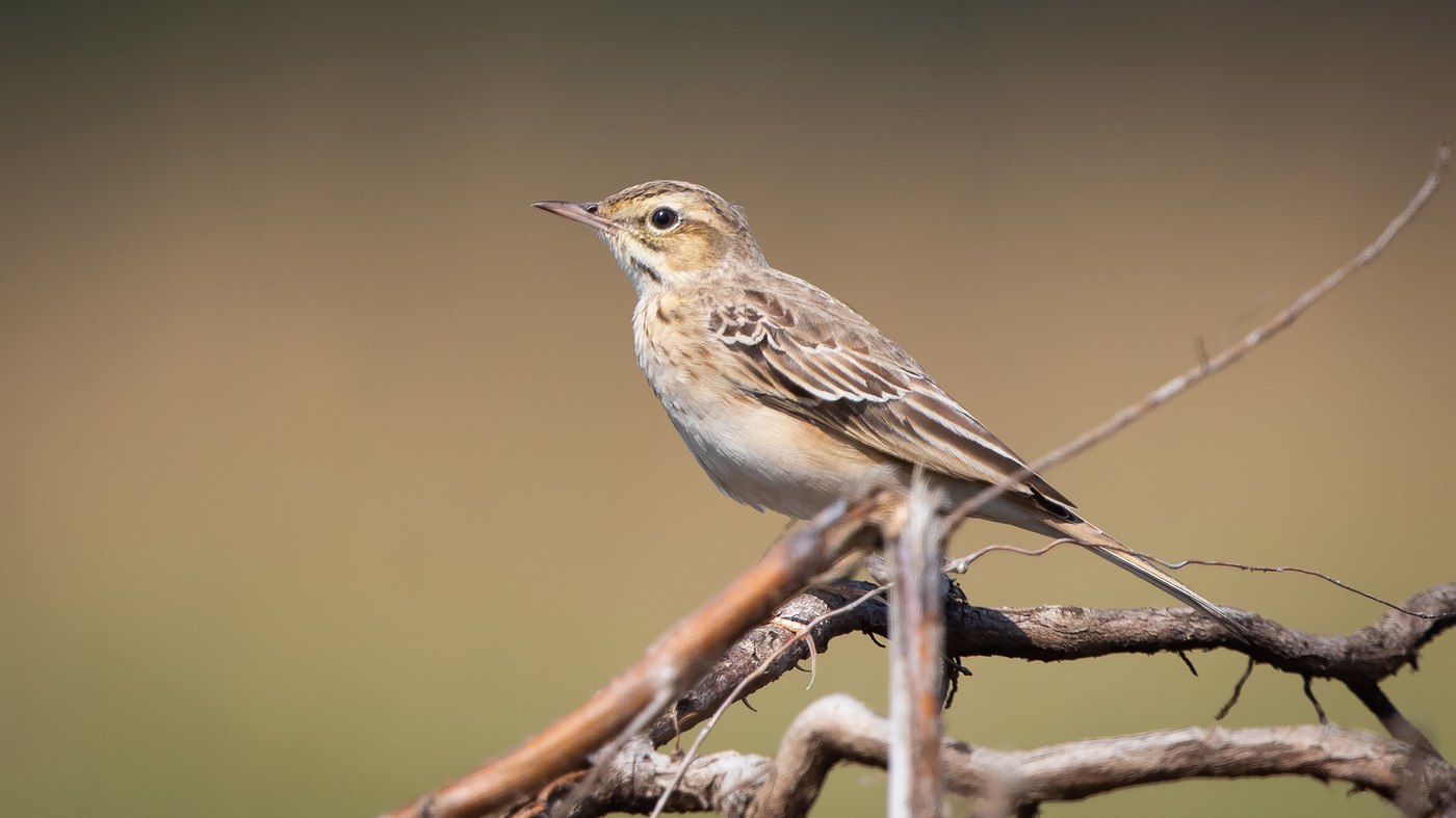 Tawny Pipit (Anthus campestris) Photo made at migration site De Brobbelbies Noord