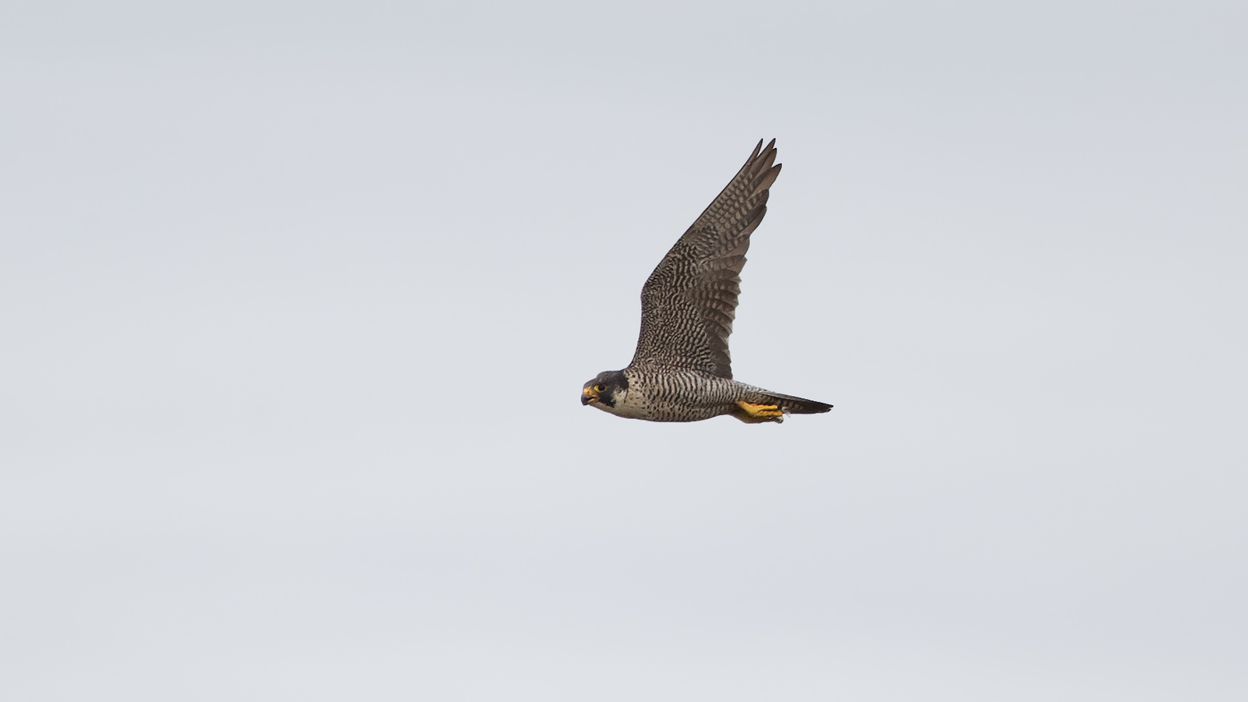Peregrine Falcon (Falco peregrinus) Photo made at migration site De Brobbelbies Noord