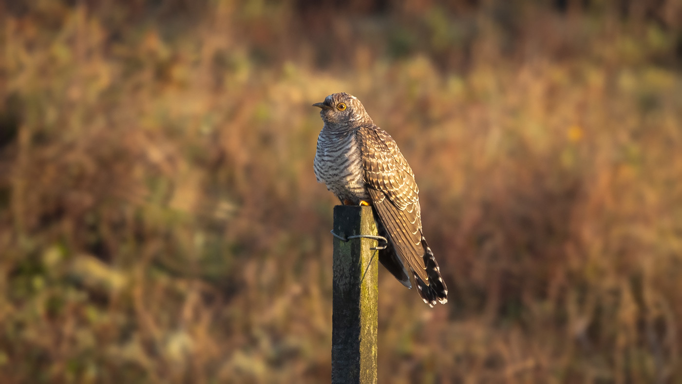 Common Cuckoo (Cuculus canorus) Photo made at Texel