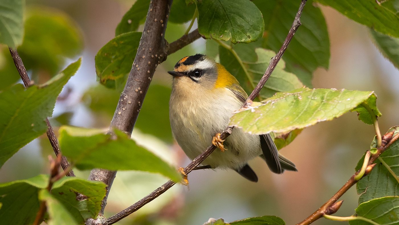 Common Firecrest (Regulus ignicapilla) Photo made at Texel