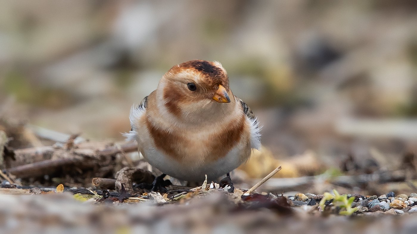 Snow Bunting (Plectrophenax nivalis) Photo made on Texel