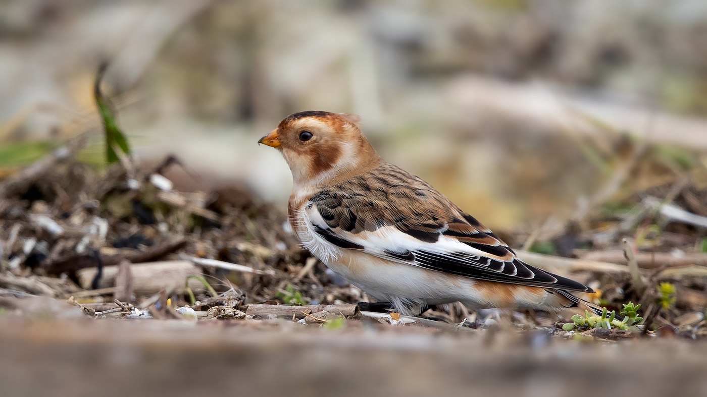 Snow Bunting (Plectrophenax nivalis) Photo made on Texel