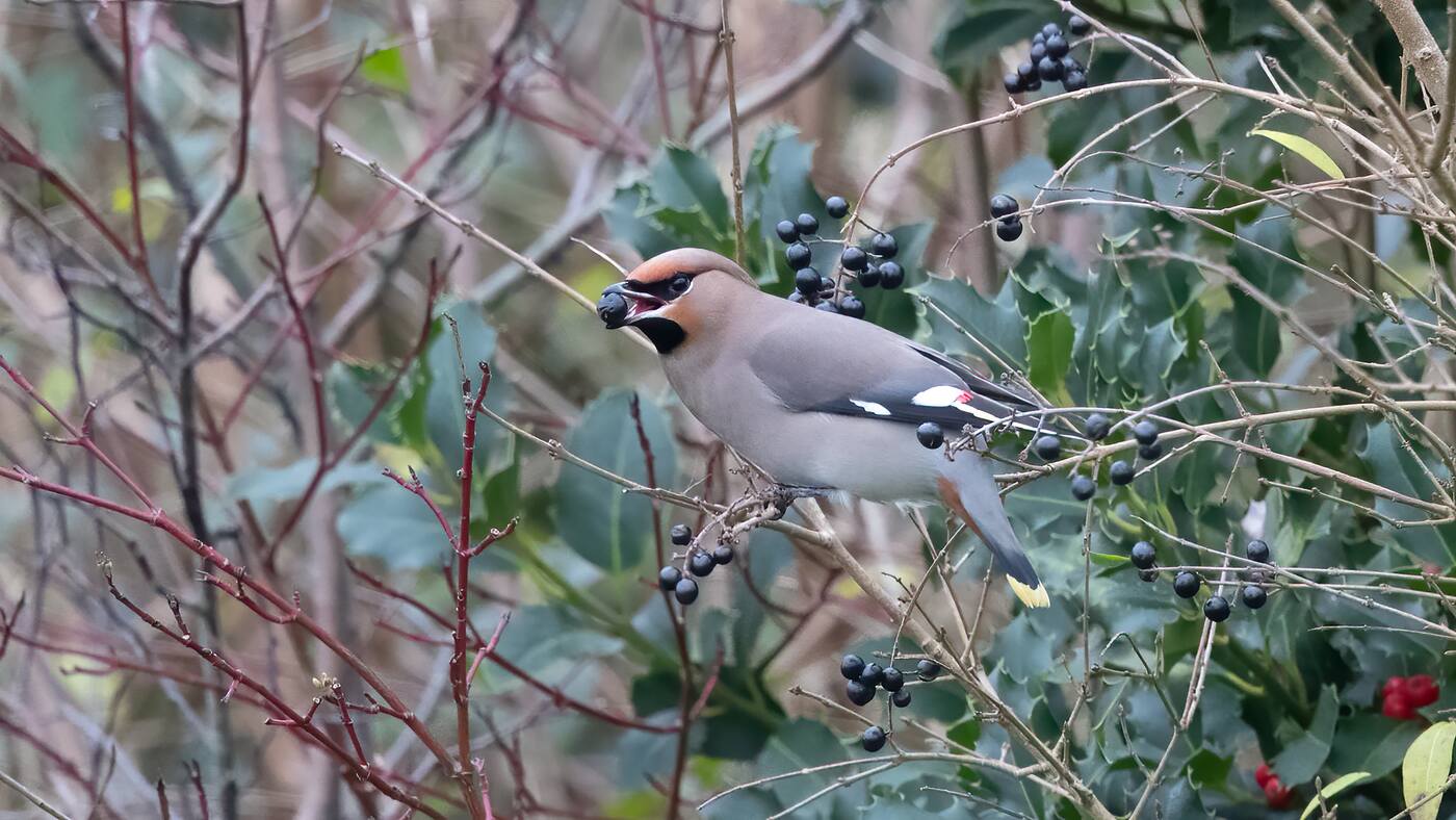 Bohemian Waxwing | Bombycilla garrulus | Photo made in Wanneperveen, The Netherlands | 10-01-2020