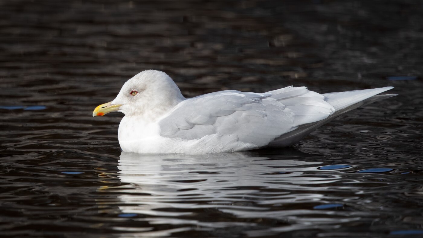 Iceland Gull | Larus glaucoides | Photo made in Amsterdam, The Netherlands | 06-02-2020