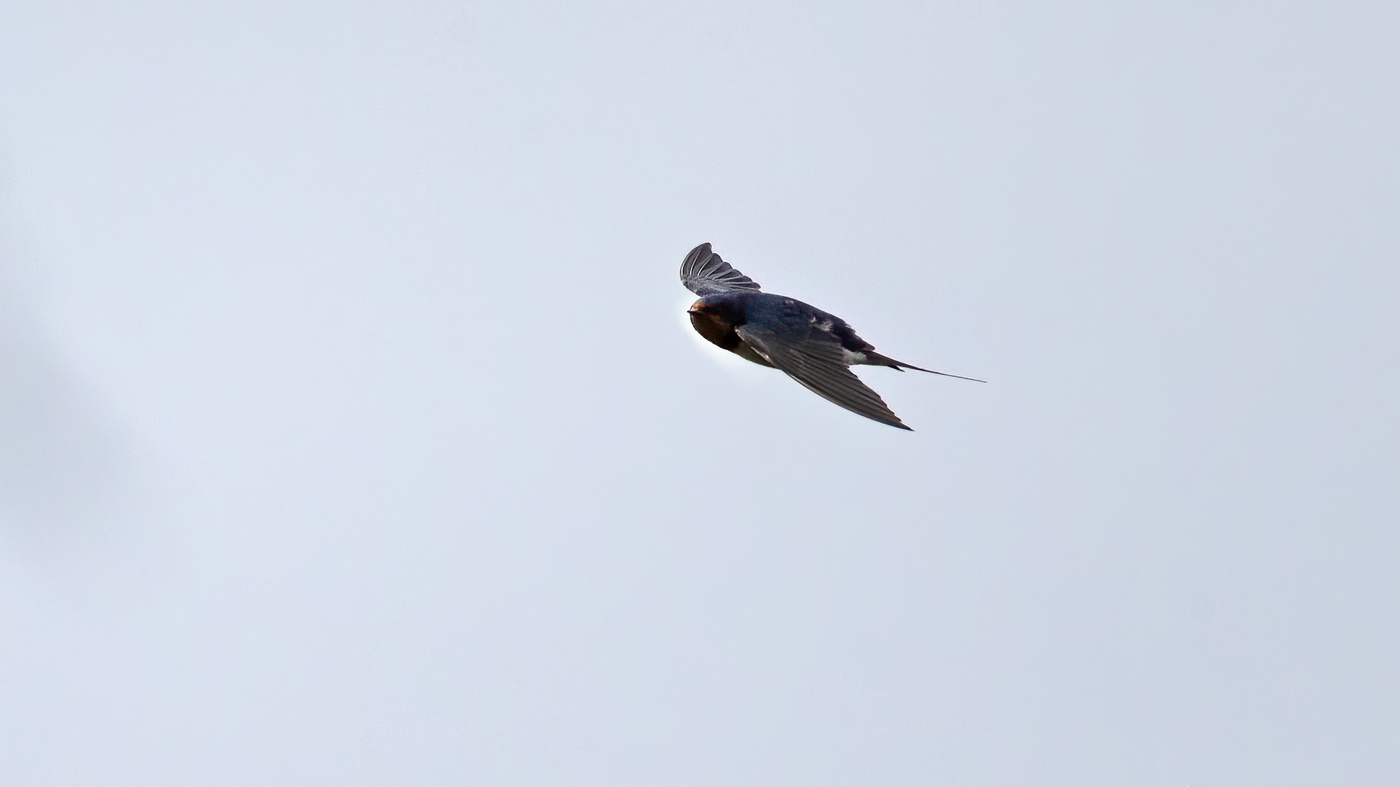 Barn Swallow | Hirundo rustica | Photo made at the Gaatkensplas in Barendrecht, The Netherlands | 20-02-2020