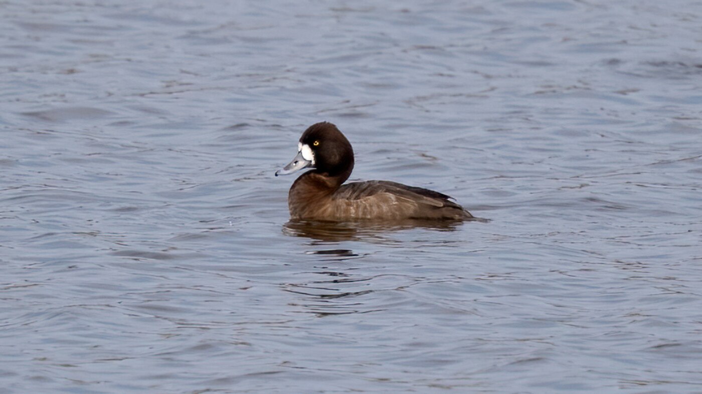 Lesser Scaup | Aythya affinis | Photo made at the Nuldernauw near Zeewolde, The Netherlands | 12-04-2020