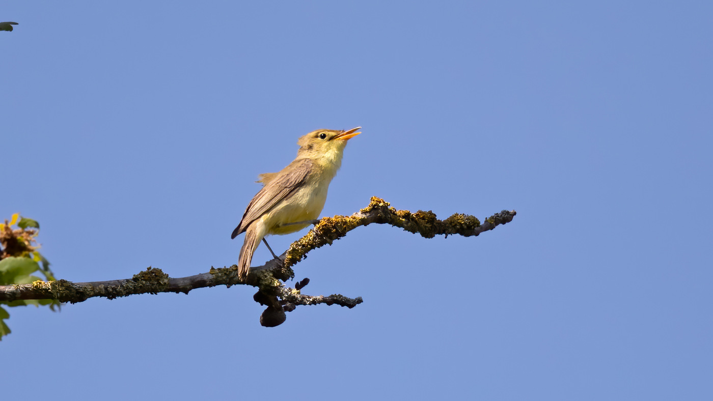 Melodious Warbler | Hippolais polyglotta | Photo made at the Maashorst near Uden, The Netherlands | 18-05-2020