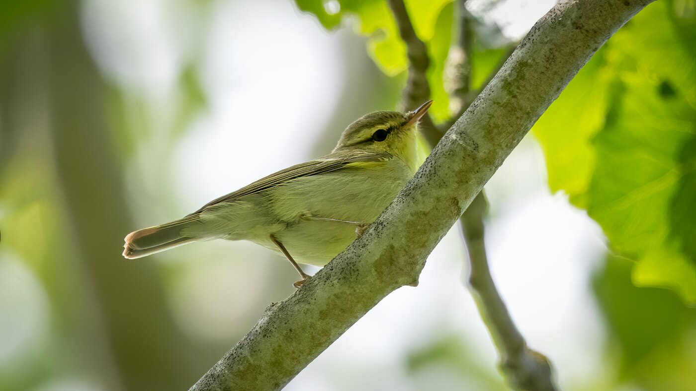 Green Warbler | Phylloscopus nitidus | Photo made in the Krimbos on the island of Texel, The Netherlands | 10-06-2020