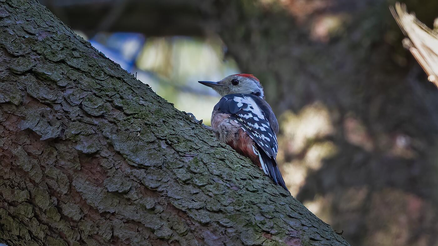 Middle Spotted Woodpecker | Dendrocoptes medius | Photo made in the Maashorst near Uden, The Netherlands | 31-07-2020