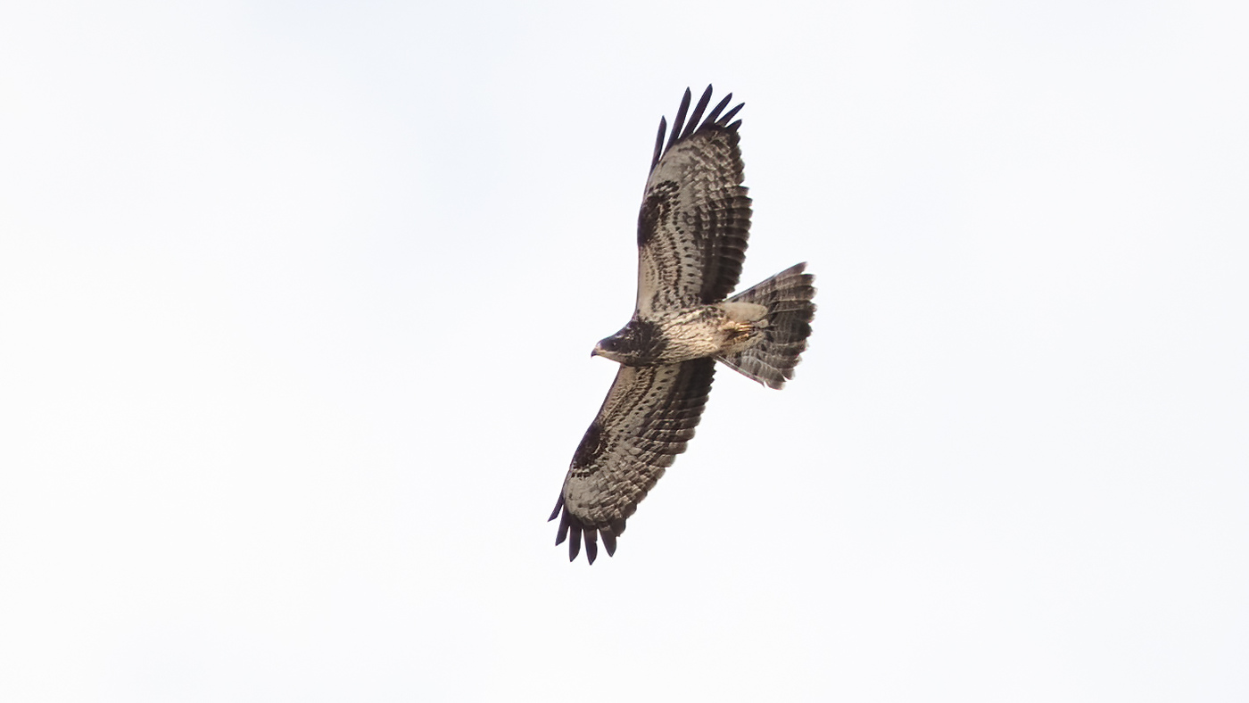 European Honey Buzzard | Pernis apivorus | Photo made at the migration site Brobbelbies Noord near Uden, The Netherlands | 04-09-2020