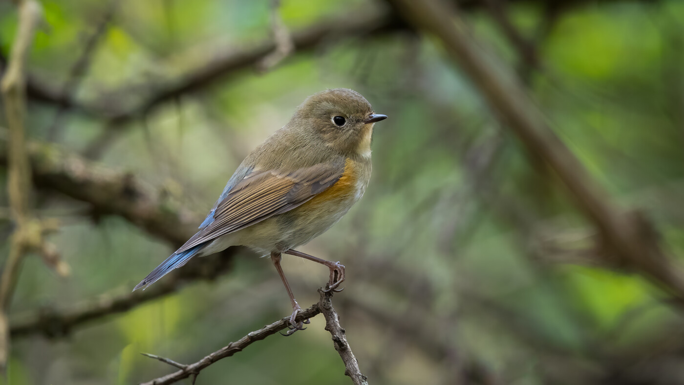 Red-flanked Bluetail | Tarsiger cyanurus | Photo made at the Westplaat near Oostvoorne, The Netherlands | 16-10-2020