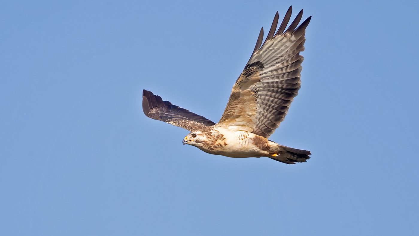 Common Buzzard | Buteo buteo | Photo made at the migration site Brobbelbies Noord near Uden, The Netherlands | 05-11-2020