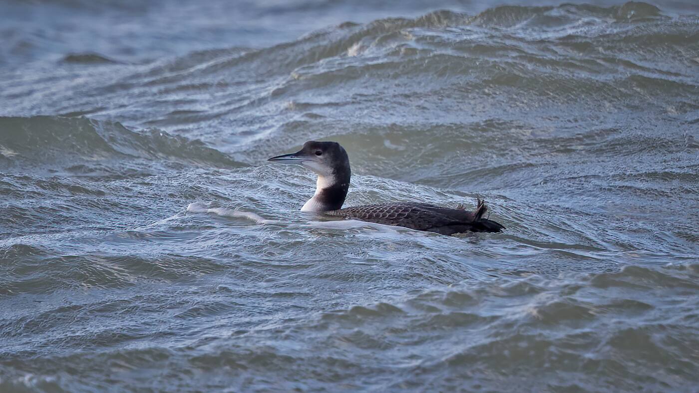 Common Loon | Gavia immer | Photo made at the Brouwersdam, The Netherlands | 01-12-2020