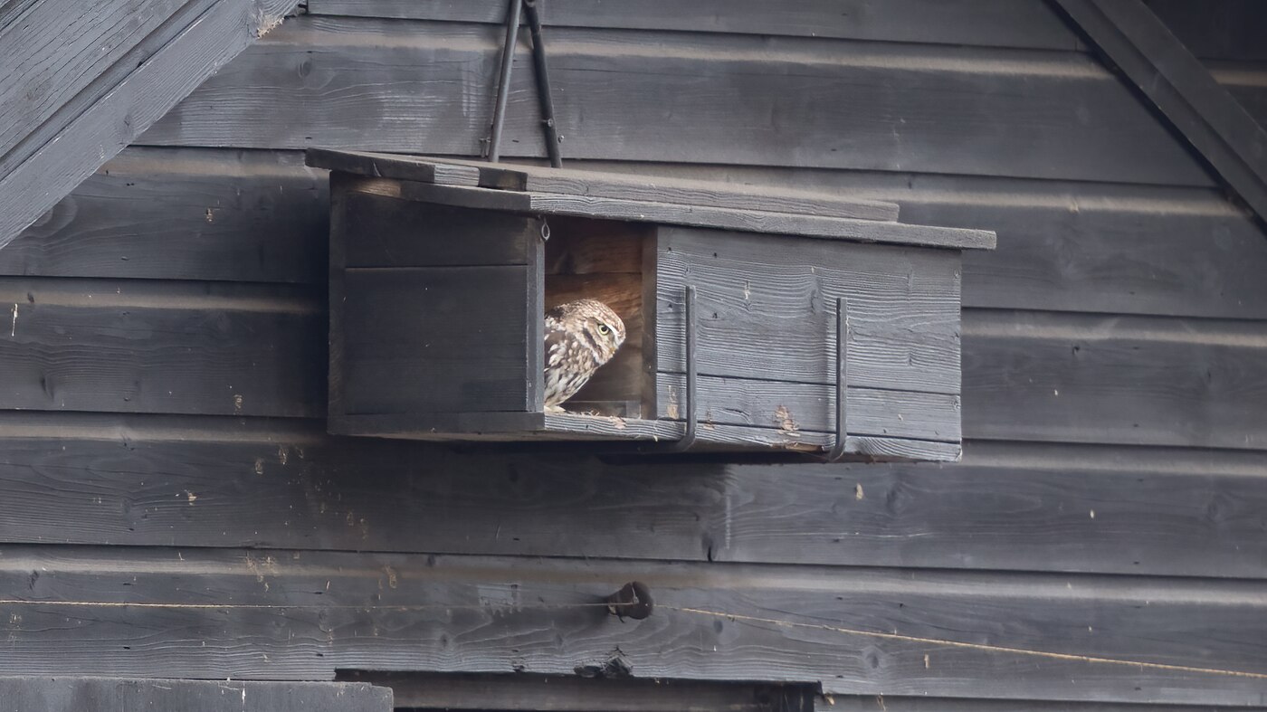 Little Owl | Athene noctua | Photo made in the Maashorst near Uden, The Netherlands | 01-01-2021
