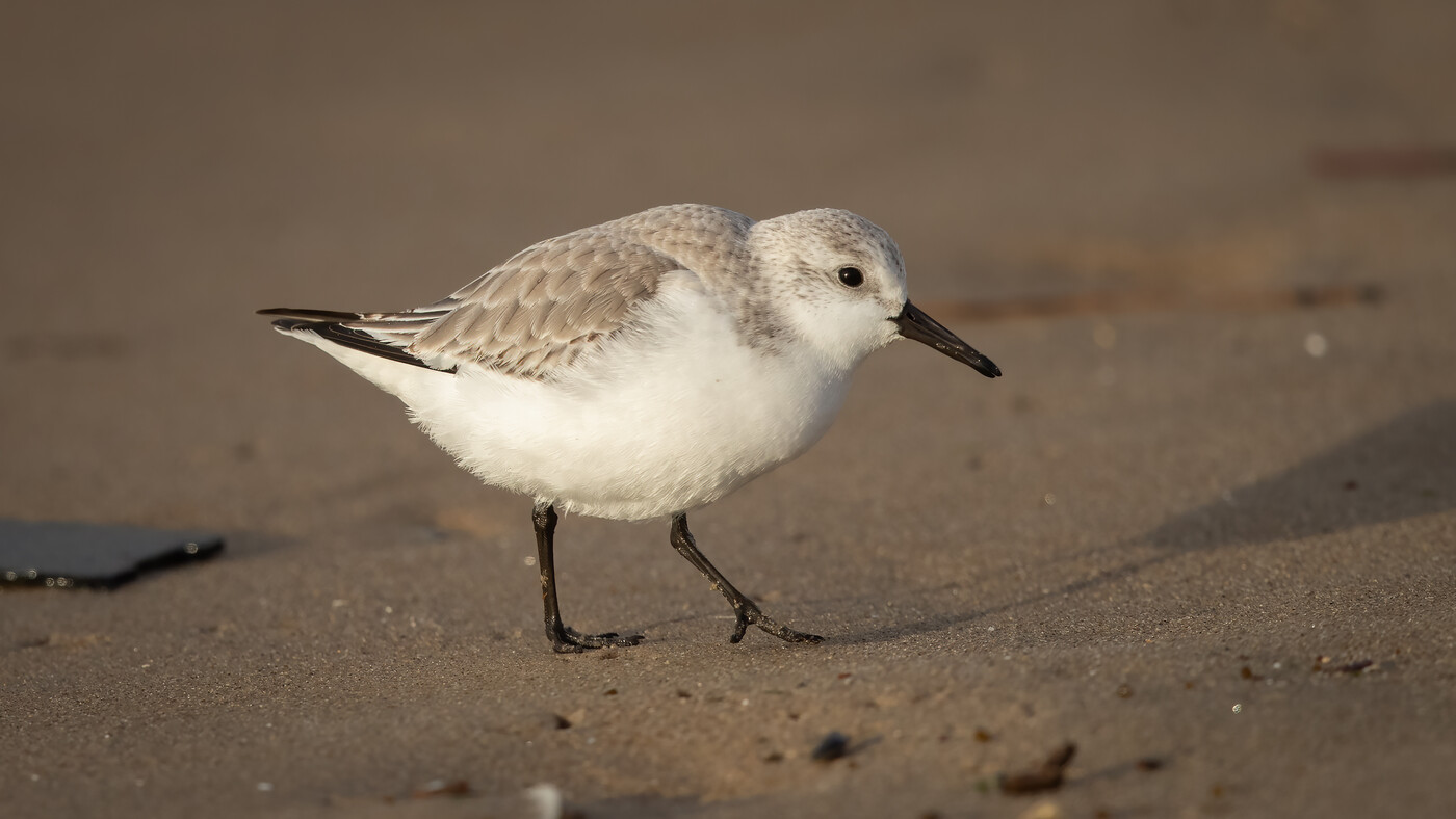 Sanderling | Calidris alba | Photo made at the Brouwersdam near Ouddorp, The Netherlands | 02-01-2021