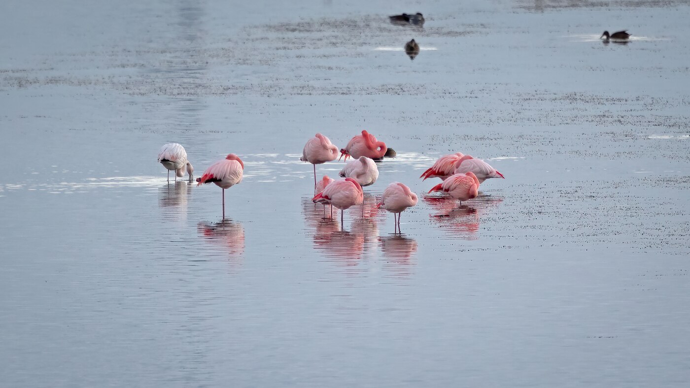Flamingo | Phoenicopterus roseus | Foto gemaakt nabij Herkingen, Nederland | 02-01-2021