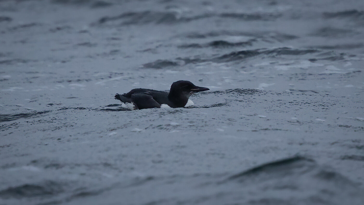 Thick-billed Murre | Uria lomvia | Photo made at the Veerse Meer near Veere, The Netherlands | 04-01-2021